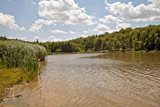 A big lake in summer in a pine forest