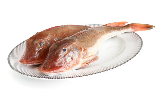 plate with two tub gurnard isolated on white with clipping path