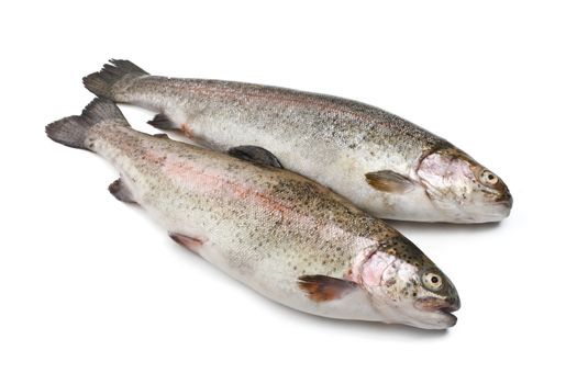 two fresh rainbow trout fish over white background