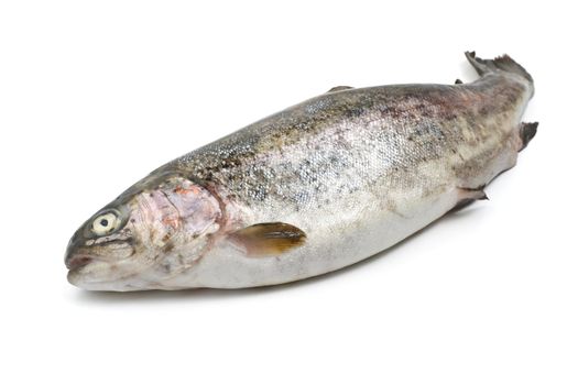 one fresh rainbow trout over white background