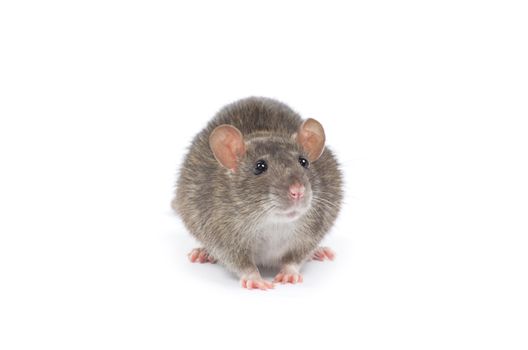 rat isolated on white background