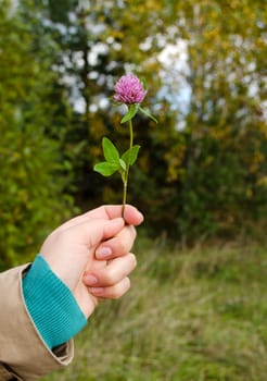 woman hand hold violet clover flower plant with green leaves.