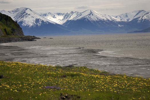 Snow Mountain Range ocean yellow flowers, seward highway, anchorage, Alaska
