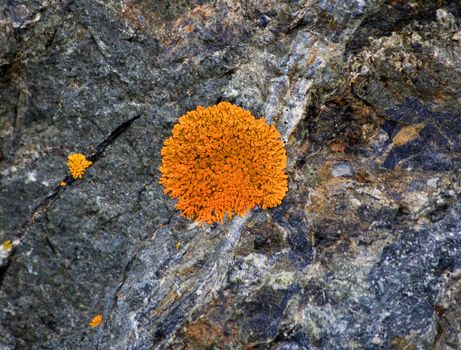 Bright Orange Lichen on Rock, Seward Highway, Alaska 
