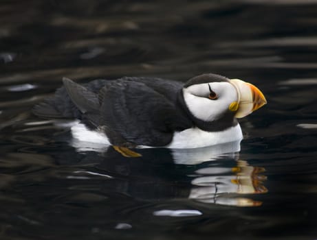 Horned Puffin Bird Swimming with Reflection Alaska
