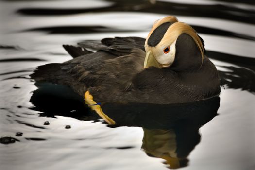 Tuften Puffin Swimming and Grooming himself with Reflection Alaska