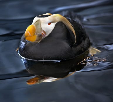 Tufted Puffin Sea Bird with Reflection Swimming and Sleeping, Alaska
