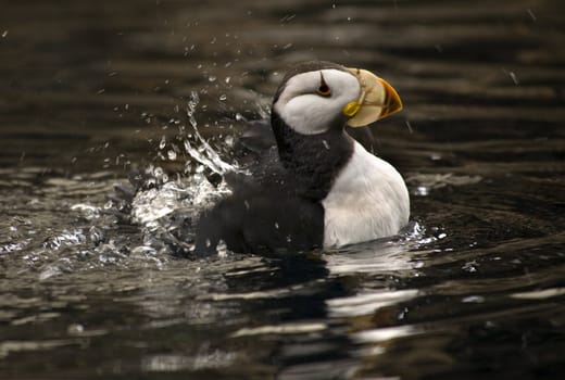 Horned Puffin Bird Swimming with Reflection Alaska
