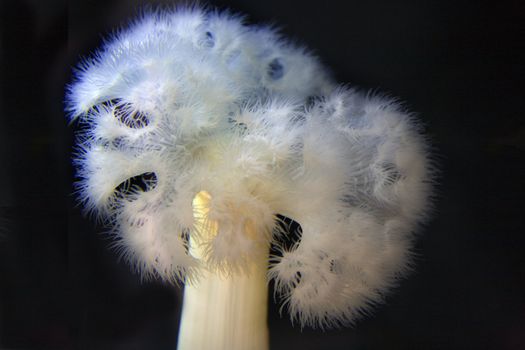 White Frilly delicate Sea Anemone, actiniaria
