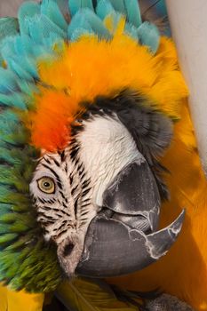 Blue Gold Macaw Close Up Ara Ararauna