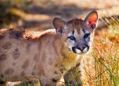 Young  Mountain Lion Kitten, Cougar, Puma Concolor Predator, on Rocky Mountain