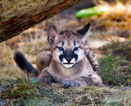 Young  Mountain Lion Kitten, Cougar, Hiding Puma Concolor Predator, on Rocky Mountain