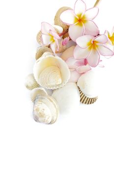 Frangipani and sea shell on white