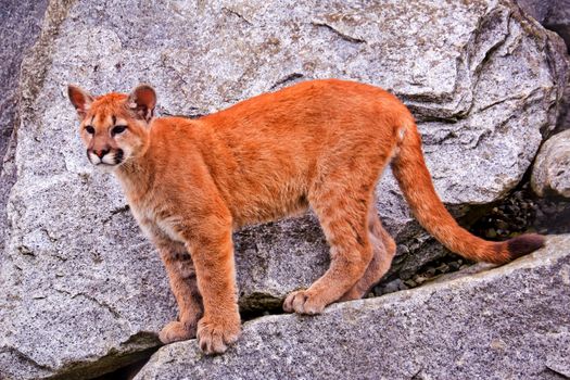 Young  Mountain Lion, Cougar, Puma Concolor Predator, on Rocky Mountain