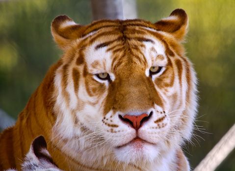Orange Black Bengal Tiger Looking, panthera tigris tigris
