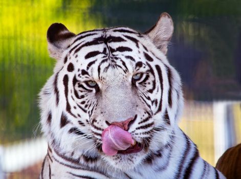 Royal White Bengal Tiger Licking Nose with Tongue, panthera tigris tigris