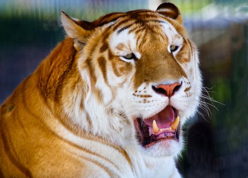 Orange Black Bengal Tiger Yawning Showing Teelth, panthera tigris tigris