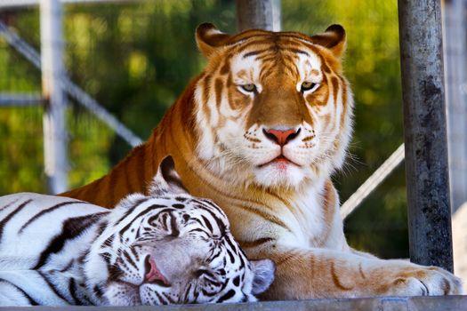 Buddies Royal White Orange Black Bengal Tigers Friends Resting Together, panthera tigris tigris