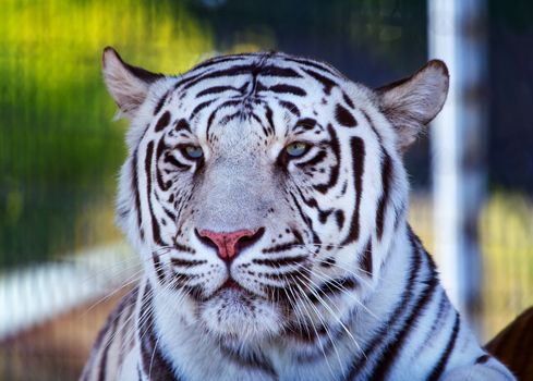 Royal White Bengal Tiger Looking, panthera tigris tigris