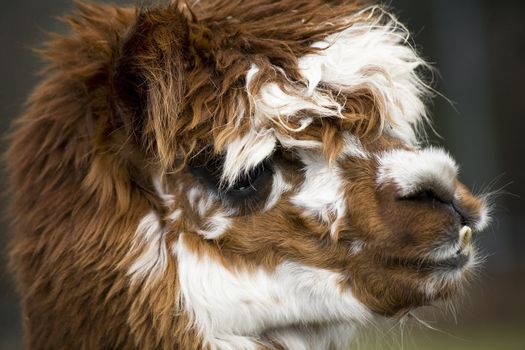 Brown White Calico Llama Alpaca Face Close Up with tooth hanging out

Resubmit--In response to comments from reviewer have further processed image to reduce noise and sharpen focus.