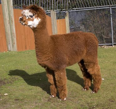 Brown White Calico Alpaca Llama Standing Up

Resubmit--In response to comments from reviewer have further processed image to reduce noise and sharpen focus.