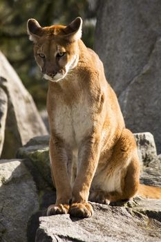 Mountain Lion Cougar Looking for Prey.  The Mountain Lion is a hunter and is always looking for movement to go after.

Resubmit--In response to comments from reviewer have further processed image to reduce noise and sharpen focus.