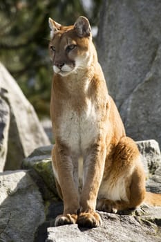 Majestic, Stately Powlerful brown and white Mountain Lion, Cougar, sitting and looking for action

Resubmit--In response to comments from reviewer have further processed image to reduce noise and sharpen focus.
