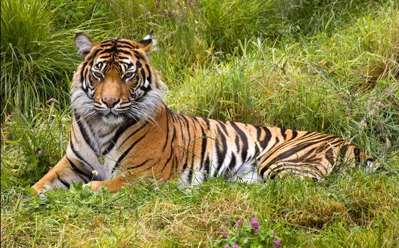 Large Orange Striped Sumatran Tiger, Pantherea Tigris Sumatrae, Lying in the Grass Looking

Resubmit--In response to comments from reviewer have further processed image to reduce noise, sharpen focus and adjust lighting.
