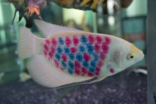 Red White Blue Carp Close Up Macro