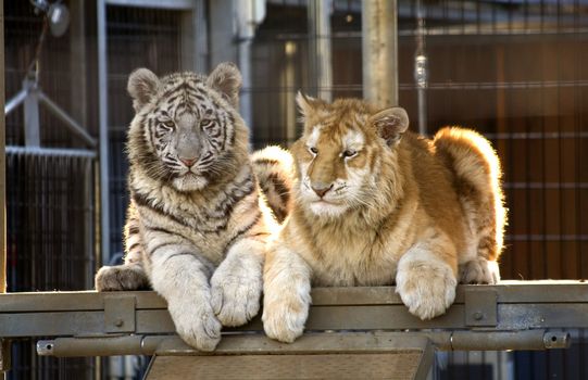 Royal White Tiger Cub and Golden Bengal Tiger Cub.  There are only 300 Royal White Tigers in the World and very few Golden Bengal Tigers. 