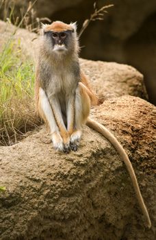 Patas Monkey Looking At Crowd