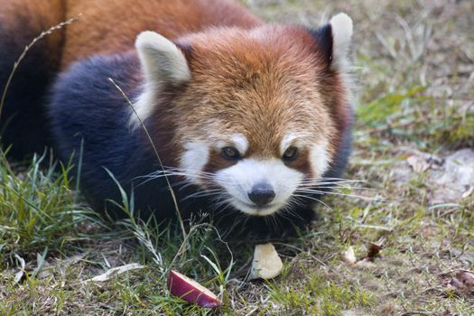 Red Panda Close Up Macro Shining Cat