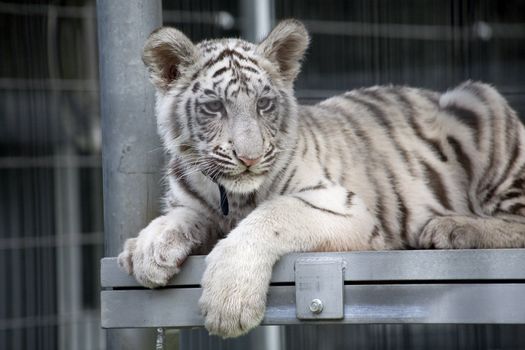 Royal White Bengal Tiger Cub.  Only three hundred of these tigers are left in the World.