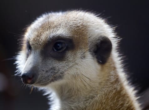 Meerkat Suricate Suricata Suricatta Small Mammal from Kalahari Desert in Botsawana Nambia