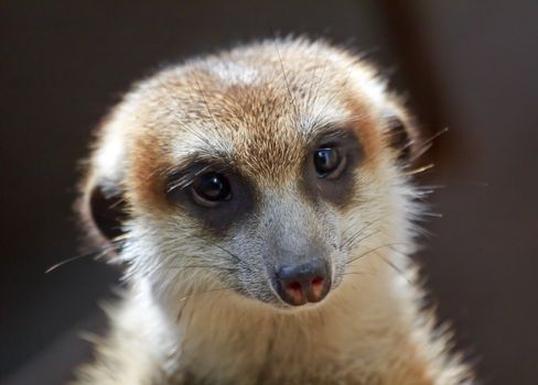 Meerkat Suricate Suricata Suricatta Small Mammal from Kalahari Desert in Botsawana Nambia