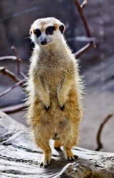 Meerkat Suricate Suricata Suricatta Small Mammal from Kalahari Desert in Botsawana Nambia