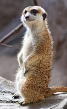 Meerkat Suricate Suricata Suricatta Small Mammal from Kalahari Desert in Botsawana Nambia