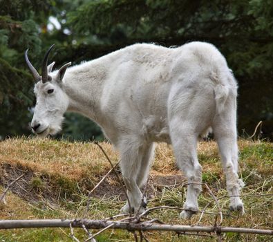 Rocky Mountain Goat Washington
Oreamnus americanus