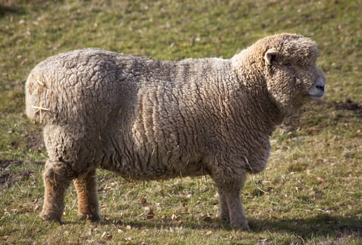 Wooly Sheep standing up 