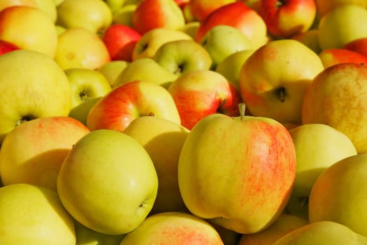 Pile of Golden and red apples sitting in the sun at the farmers market