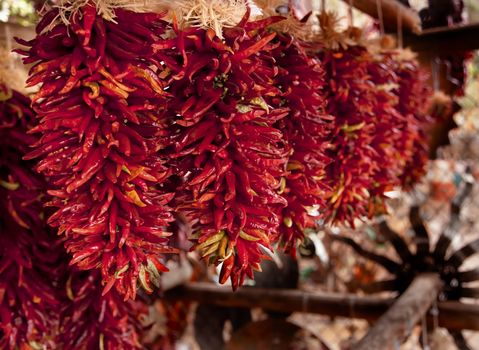 Spicy Red Hot Cayenne Peppers Hanging and Drying in Sun