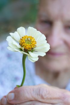 Senior lady holding white zinnia flower 