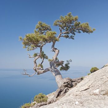 lonely pine on the rock near the sea