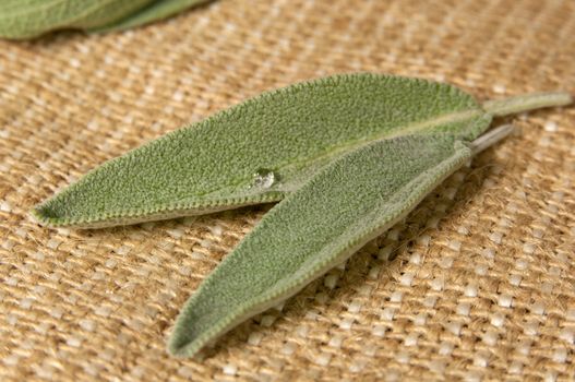Salvia (sage) leaves lying on sack background