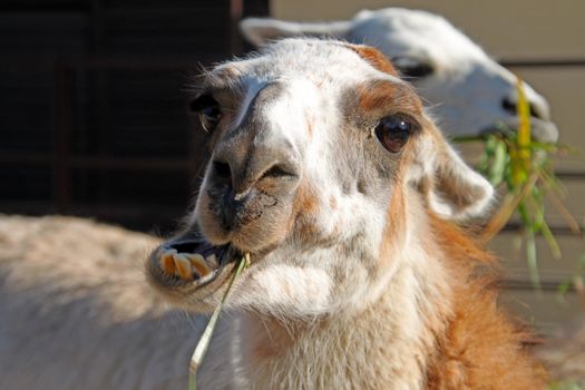 Two lazy llamas chewing on their straw.