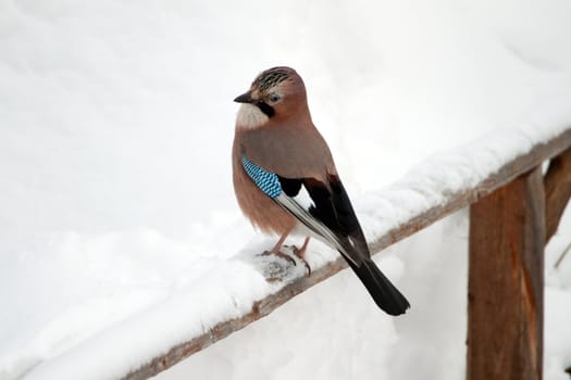 Portrait of an Eurasian Jay on a fence in winter