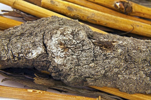 Closeup of wine branches and tree bark