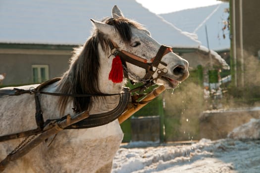 A white carthorse during work in winter