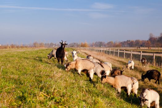 herd of goats on sunny pasture