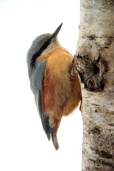 Close-up of an Eurasian Nuthatch climbing up a tree